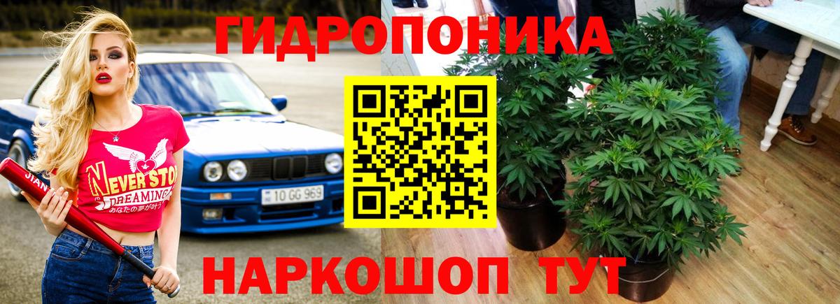 Бошки марихуана гибрид Кимовск